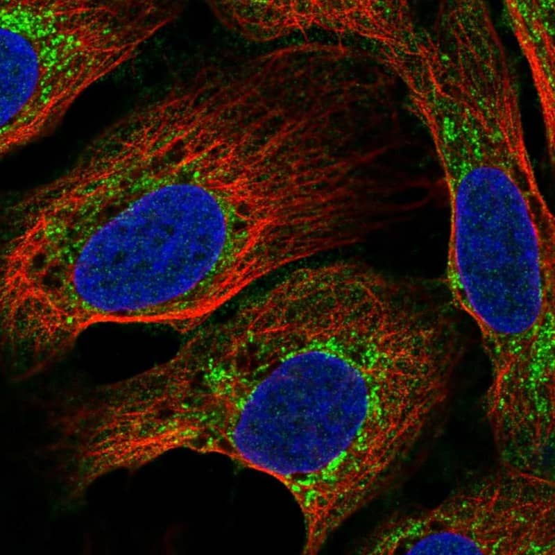 Staining of human cell line U2OS shows localization to mitochondria.