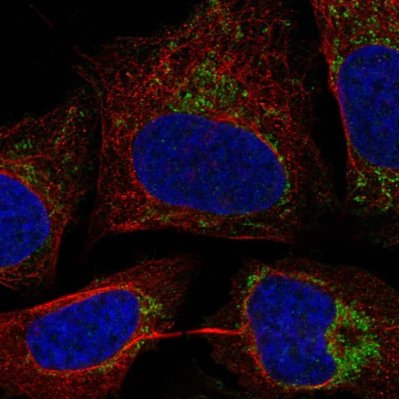 Staining of human cell line U2OS shows localization to mitochondria.