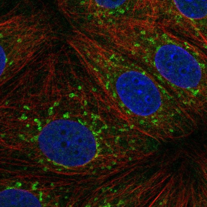 Immunocytochemistry/ Immunofluorescence C2orf50 Antibody - BSA Free