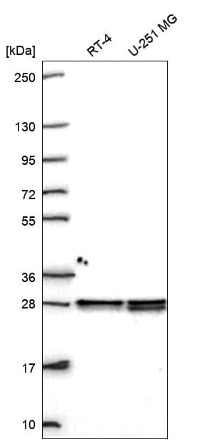Analysis in human cell line RT-4 and human cell line U-251 MG.
