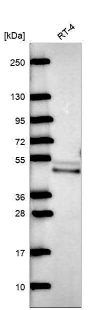 Western Blot QTRTD1 Antibody - BSA Free