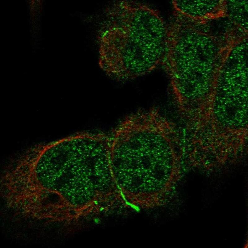 Staining of human cell line HAP1 shows localization to nucleoplasm & cell junctions.