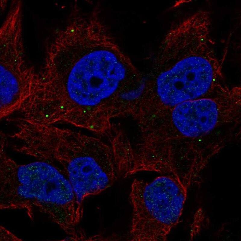 Immunocytochemistry/ Immunofluorescence BORCS7 Antibody - BSA Free