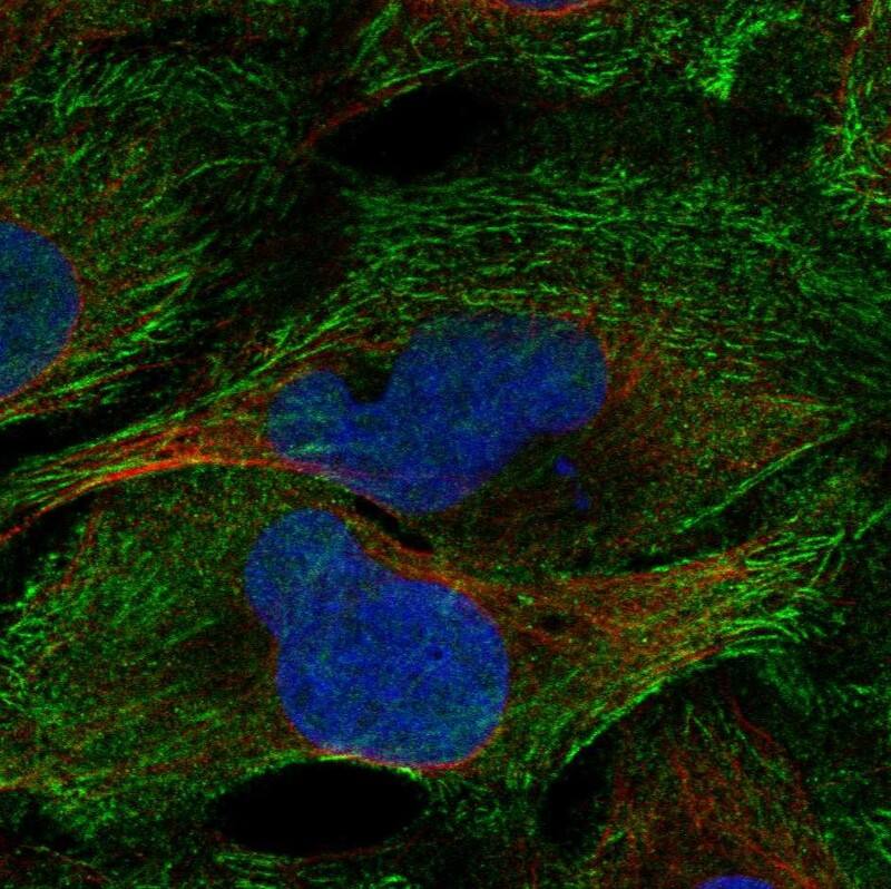 Staining of human cell line U2OS shows localization to actin filaments.