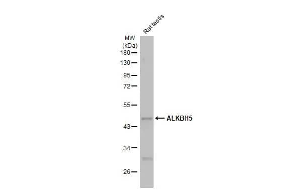 Western Blot: ALKBH5 Antibody (HL2061) - Azide and BSA Free [NBP3-25357] - Rat tissue extract (50 ug) was separated by 10% SDS-PAGE, and the membrane was blotted with ALKBH5 antibody [HL2061] (NBP3-25357) diluted at 1:2000. The HRP-conjugated anti-rabbit IgG antibody was used to detect the primary antibody.