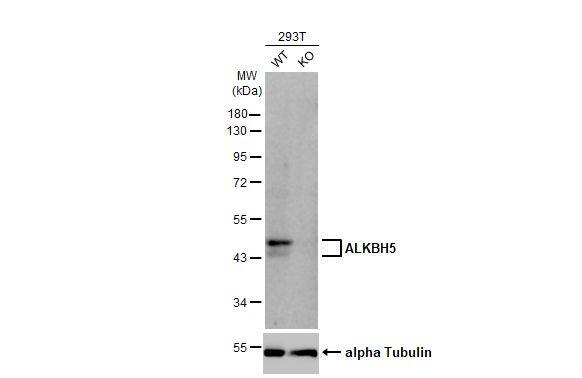 <b>Genetic Strategies Validation. </b>Knockout Validated: ALKBH5 Antibody (HL2061) - Azide and BSA Free [NBP3-25357] - Wild-type (WT) and ALKBH5 knockout (KO) 293T cell extracts (30 ug) were separated by 10% SDS-PAGE, and the membrane was blotted with ALKBH5 antibody [HL2061] (NBP3-25357) diluted at 1:2000. The HRP-conjugated anti-rabbit IgG antibody was used to detect the primary antibody, and the signal was developed with Trident femto Western HRP Substrate.