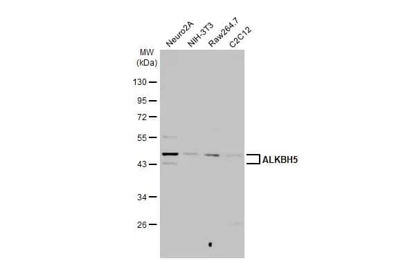 Western Blot: ALKBH5 Antibody (HL2061) - Azide and BSA Free [NBP3-25357] - Various whole cell extracts (30 ug) were separated by 10% SDS-PAGE, and the membrane was blotted with ALKBH5 antibody [HL2061] (NBP3-25357) diluted at 1:2000. The HRP-conjugated anti-rabbit IgG antibody was used to detect the primary antibody.