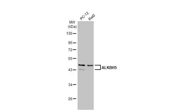 Western Blot: ALKBH5 Antibody (HL2061) - Azide and BSA Free [NBP3-25357] - Various whole cell extracts (30 ug) were separated by 10% SDS-PAGE, and the membrane was blotted with ALKBH5 antibody [HL2061] (NBP3-25357) diluted at 1:2000. The HRP-conjugated anti-rabbit IgG antibody was used to detect the primary antibody.