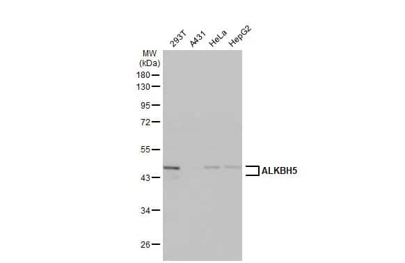 Western Blot: ALKBH5 Antibody (HL2061) - Azide and BSA Free [NBP3-25357] - Various whole cell extracts (30 ug) were separated by 10% SDS-PAGE, and the membrane was blotted with ALKBH5 antibody [HL2061] (NBP3-25357) diluted at 1:1000. The HRP-conjugated anti-rabbit IgG antibody was used to detect the primary antibody.