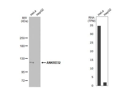 Various whole cell extracts (30 ug) were separated by 5% SDS-PAGE, and the membrane was blotted with ANKRD32 antibody [HL2311] (NBP3-25362) diluted at 1:500. The HRP-conjugated anti-rabbit IgG antibody  was used to detect the primary antibody, and the signal was developed with Trident ECL plus-Enhanced. Corresponding RNA expression data for the same cell lines are based on Human Protein Atlas program. 