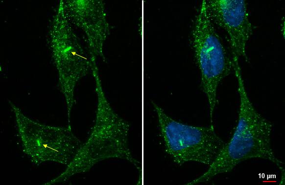 Immunocytochemistry/Immunofluorescence: ARL13B Antibody (HL2173) - Azide and BSA Free [NBP3-25364] - ARL13B antibody [HL2173] detects ARL13B protein at cytoplasmic vesicles by immunofluorescent analysis. Sample: RMS-13 cells were fixed in ice-cold MeOH for 5 min. Green: ARL13B stained by ARL13B antibody [HL2173] (NBP3-25364) diluted at 1:500. Blue: Fluoroshield with DAPI .