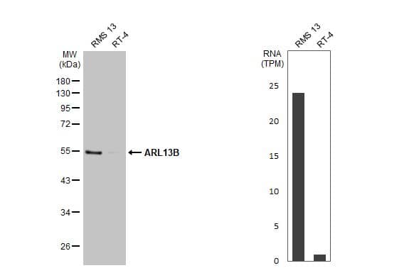 <b>Orthogonal Strategies Validation. </b>Western Blot: ARL13B Antibody (HL2173) - Azide and BSA Free [NBP3-25364] - Various whole cell extracts (30 ug) were separated by 10% SDS-PAGE, and the membrane was blotted with ARL13B antibody [HL2173] (NBP3-25364) diluted at 1:1000. The HRP-conjugated anti-rabbit IgG antibody was used to detect the primary antibody. Corresponding RNA expression data for the same cell lines are based on Human Protein Atlas program.