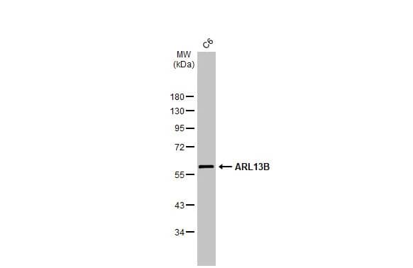 Western Blot: ARL13B Antibody (HL2173) - Azide and BSA Free [NBP3-25364] - Whole cell extract (30 ug) was separated by 10% SDS-PAGE, and the membrane was blotted with ARL13B antibody [HL2173] (NBP3-25364) diluted at 1:100. The HRP-conjugated anti-rabbit IgG antibody was used to detect the primary antibody.