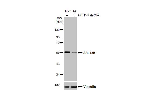 <b>Genetic Strategies Validation. </b>Knockdown Validated: ARL13B Antibody (HL2173) - Azide and BSA Free [NBP3-25364] - Non-transfected (-) and transfected (+) RMS 13 whole cell extract (30 ug) were separated by 10% SDS-PAGE, and the membrane was blotted with ARL13B antibody [HL2173] (NBP3-25364) diluted at 1:1000. The HRP-conjugated anti-rabbit IgG antibody was used to detect the primary antibody.