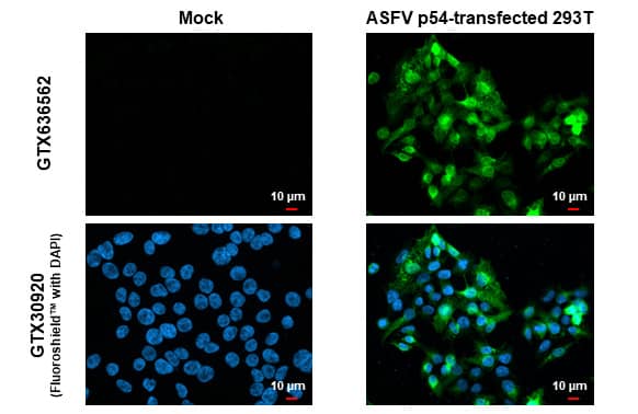 Immunocytochemistry/Immunofluorescence: African Swine Fever Virus p54 Antibody (HL1218) - Azide and BSA Free [NBP3-25366] - ASFV p54 antibody [HL1218] detects ASFV p54 protein by immunofluorescent analysis. Sample: Mock and transfected 293T cells were fixed in 4% paraformaldehyde at RT for 15 min. Green: ASFV p54 stained by ASFV p54 antibody [HL1218] (NBP3-25366) diluted at 1:500. Blue: Fluoroshield with DAPI .