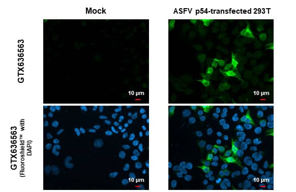 Immunocytochemistry/Immunofluorescence: African Swine Fever Virus p54 Antibody (HL1219) - Azide and BSA Free [NBP3-25367] - ASFV p54 antibody [HL1219] detects ASFV p54 protein by immunofluorescent analysis. Sample: Mock and transfected 293T cells were fixed in 4% paraformaldehyde at RT for 15 min. Green: ASFV p54 stained by ASFV p54 antibody [HL1219] (NBP3-25367) diluted at 1:500. Blue: Fluoroshield with DAPI . Scale bar= 10um.