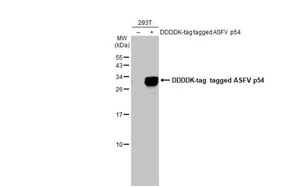 Western Blot: African Swine Fever Virus p54 Antibody (HL1219) - Azide and BSA Free [NBP3-25367] - Non-transfected (-) and transfected (+) 293T whole cell extracts (30 ug) were separated by 15% SDS-PAGE, and the membrane was blotted with ASFV p54 antibody [HL1219] (NBP3-25367) diluted at 1:5000. The HRP-conjugated anti-rabbit IgG antibody was used to detect the primary antibody.