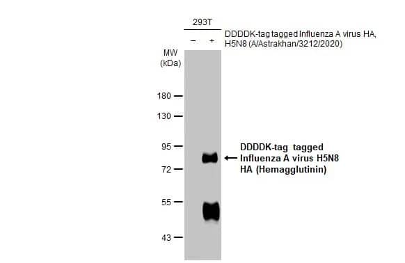 Western Blot: Influenza A H5N8 Hemagglutinin Antibody (HL1550) - Azide and BSA Free [NBP3-25375] - Non-transfected (-) and transfected (+) 293T whole cell extracts (30 ug) were separated by 7.5% SDS-PAGE, and the membrane was blotted with Avian Influenza A virus H5N8 HA (Hemagglutinin) antibody [HL1550] (NBP3-25375) diluted at 1:100000. The HRP-conjugated anti-rabbit IgG antibody was used to detect the primary antibody.