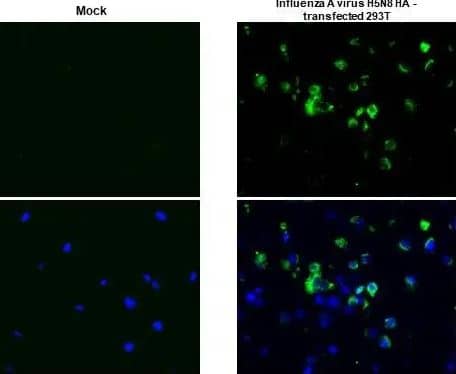 Immunohistochemistry-Paraffin: Influenza A H5N8 Hemagglutinin Antibody (HL1550) -- Azide and BSA Free [NBP3-25375] - Avian Influenza A virus H5N8 HA (Hemagglutinin) antibody [HL1550] detects Avian Influenza A virus H5N8 HA (Hemagglutinin) protein at cytoplasm by immunohistochemical analysis. Sample: Paraffin-embedded mock and Avian Influenza A virus H5N8 HA - transfected 293T cell pellet. Green: Avian Influenza A virus H5N8 HA (Hemagglutinin) stained by Avian Influenza A virus H5N8 HA (Hemagglutinin) antibody [HL1550] (NBP3-25375) diluted at 1:1000. Blue: Fluoroshield with DAPI . Antigen Retrieval: Citrate buffer, pH 6.0, 15 min