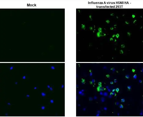Avian Influenza A virus H5N8 HA (Hemagglutinin) antibody [HL1550] detects Avian Influenza A virus H5N8 HA (Hemagglutinin) protein at cytoplasm by immunohistochemical analysis. Sample: Paraffin-embedded mock and Avian Influenza A virus H5N8 HA - transfected 293T cell pellet. Green: Avian Influenza A virus H5N8 HA (Hemagglutinin) stained by Avian Influenza A virus H5N8 HA (Hemagglutinin) antibody [HL1550] diluted at 1:1000. Blue: Fluoroshield with DAPI. Antigen Retrieval: Citrate buffer, pH 6.0, 15 min