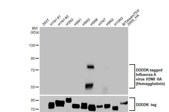 Western Blot: Influenza A H5N8 Hemagglutinin Antibody (HL1550) - Non-transfected and transfected 293T whole cell extracts were separated by 7.5% SDS-PAGE, and the membrane was blotted with Avian Influenza A virus H5N8 HA (Hemagglutinin) antibody [HL1550] diluted at 1:5000. The HRP-conjugated anti-rabbit IgG antibody (NBP2-19301) was used to detect the primary antibody.