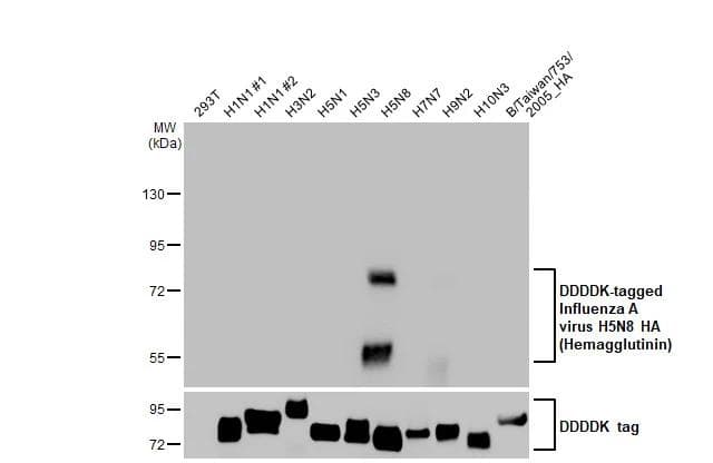 Non-transfected and transfected 293T whole cell extracts were separated by 7.5% SDS-PAGE, and the membrane was blotted with Avian Influenza A virus H5N8 HA (Hemagglutinin) antibody [HL1550] (NBP3-25375) diluted at 1:5000. The HRP-conjugated anti-rabbit IgG antibody  was used to detect the primary antibody. 