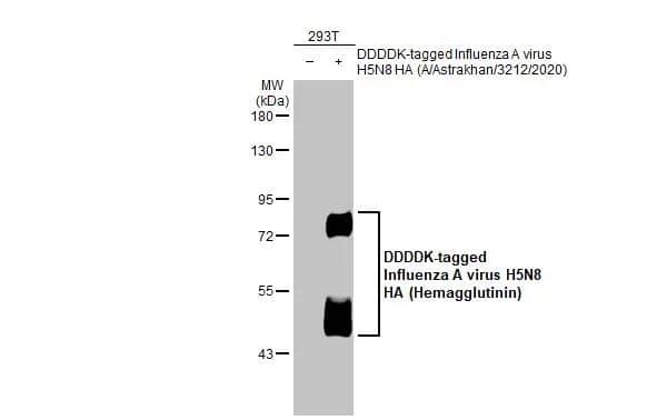 Non-transfected (-) and transfected (+) 293T whole cell extracts (30 ug) were separated by 7.5% SDS-PAGE, and the membrane was blotted with Avian Influenza A virus H5N8 HA (Hemagglutinin) antibody [HL1550] (NBP3-25375) diluted at 1:100000. The HRP-conjugated anti-rabbit IgG antibody  was used to detect the primary antibody. 