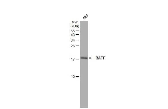 Western Blot: BATF Antibody (HL1870) - Azide and BSA Free [NBP3-25377] - Whole cell extract (30 ug) was separated by 15% SDS-PAGE, and the membrane was blotted with BATF antibody [HL1870] (NBP3-25377) diluted at 1:1000. The HRP-conjugated anti-rabbit IgG antibody was used to detect the primary antibody.