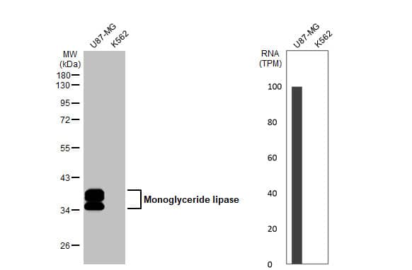 Western Blot: Monoglyceride Lipase Antibody (HL1937) - Azide and BSA Free [NBP3-25378] - Various whole cell extracts (30 ug) were separated by 10% SDS-PAGE, and the membrane was blotted with Monoglyceride lipase antibody [HL1937] (NBP3-25378) diluted at 1:1000. The HRP-conjugated anti-rabbit IgG antibody was used to detect the primary antibody, and the signal was developed with Trident ECL plus-Enhanced. Corresponding RNA expression data for the same cell lines are based on Human Protein Atlas program.