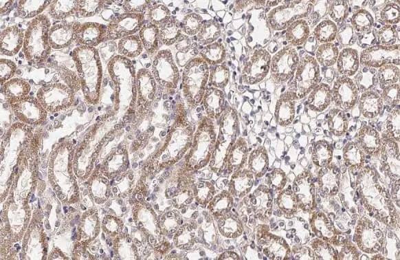 Immunohistochemistry-Paraffin: BCKDHA Antibody (HL2405) - Azide and BSA Free [NBP3-25380] - BCKDHA antibody [HL2405] detects BCKDHA protein at mitochondria by immunohistochemical analysis. Sample: Paraffin-embedded mouse kidney. BCKDHA stained by BCKDHA antibody [HL2405] (NBP3-25380) diluted at 1:100. Antigen Retrieval: Citrate buffer, pH 6.0, 15 min