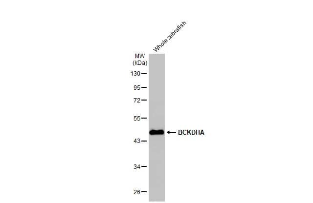 Western Blot: BCKDHA Antibody (HL2405) - Azide and BSA Free [NBP3-25380] - Whole zebrafish extract (30 ug) was separated by 10% SDS-PAGE, and the membrane was blotted with BCKDHA antibody [HL2405] (NBP3-25380) diluted at 1:1000. The HRP-conjugated anti-rabbit IgG antibody was used to detect the primary antibody.