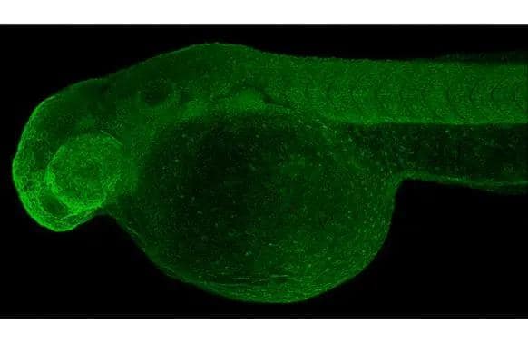 BCKDHA antibody [HL2405] detects BCKDHA protein on whole mount zebrafish by immunohistochemical analysis.Sample: Paraformaldehyde-fixed 2 days-post-fertilization zebrafish embryo.Green: BCKDHA stained by BCKDHA antibody [HL2405] (NBP3-25380) diluted at 1:100.Antigen Retrieval: Tris-HCl buffer, pH 9.0, 20 min at 70C 