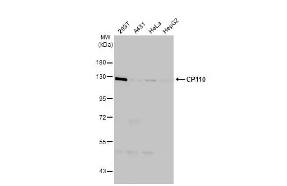 Western Blot: CCP110 Antibody (HL2312) - Azide and BSA Free [NBP3-25381] - Various whole cell extracts (30 ug) were separated by 7.5% SDS-PAGE, and the membrane was blotted with CP110 antibody [HL2312] (NBP3-25381) diluted at 1:1000. The HRP-conjugated anti-rabbit IgG antibody was used to detect the primary antibody, and the signal was developed with Trident ECL plus-Enhanced.