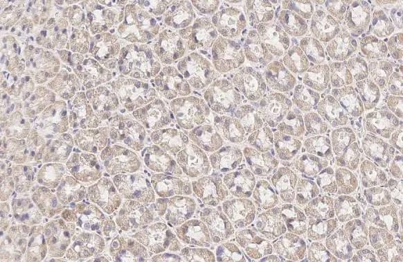 Immunohistochemistry-Paraffin: BCKDHA Antibody (HL2434) - Azide and BSA Free [NBP3-25382] - BCKDHA antibody [HL2434] detects BCKDHA protein at mitochondria by immunohistochemical analysis. Sample: Paraffin-embedded rat stomach. BCKDHA stained by BCKDHA antibody [HL2434] (NBP3-25382) diluted at 1:100. Antigen Retrieval: Citrate buffer, pH 6.0, 15 min