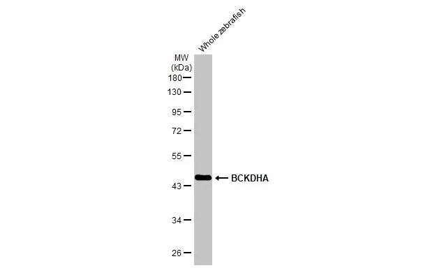 Western Blot: BCKDHA Antibody (HL2434) - Azide and BSA Free [NBP3-25382] - Whole zebrafish extract (50 ug) was separated by 10% SDS-PAGE, and the membrane was blotted with BCKDHA antibody [HL2434] (NBP3-25382) diluted at 1:1000. The HRP-conjugated anti-rabbit IgG antibody was used to detect the primary antibody.