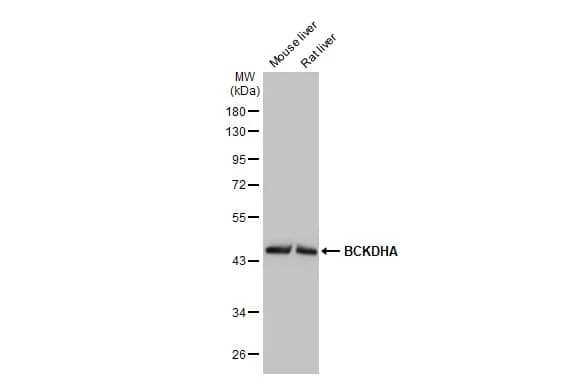 Western Blot: BCKDHA Antibody (HL2434) - Azide and BSA Free [NBP3-25382] - Various tissue extracts (50 ug) were separated by 10% SDS-PAGE, and the membrane was blotted with BCKDHA antibody [HL2434] (NBP3-25382) diluted at 1:1000. The HRP-conjugated anti-rabbit IgG antibody was used to detect the primary antibody.