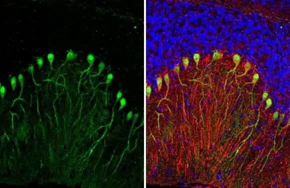 Immunohistochemistry-Paraffin: Calbindin 1/2 Antibody (HL1787) - Azide and BSA Free [NBP3-25390] - Calbindin antibody [HL1787] detects Calbindin protein at cytoplasm by immunohistochemical analysis. Sample: Paraffin-embedded mouse cerebellum. Green: Calbindin stained by Calbindin antibody [HL1787] (NBP3-25390) diluted at 1:250. Red: NF-H, a neural marker, stained by NF-H antibody [GT114] diluted at 1:500. Blue: Fluoroshield with DAPI . Antigen Retrieval: Citrate buffer, pH 6.0, 15 min