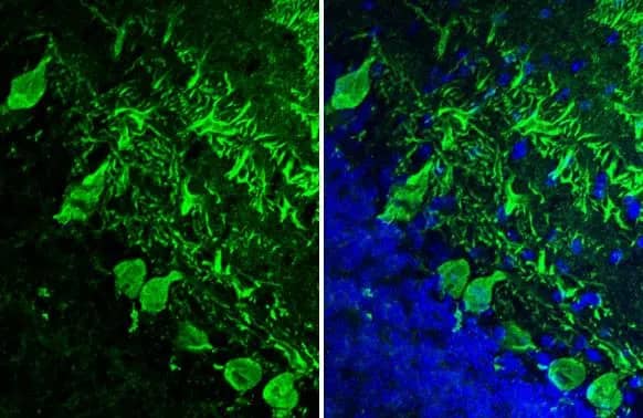 Immunohistochemistry-Frozen: Calbindin 1/2 Antibody (HL1787) - Azide and BSA Free [NBP3-25390] - Calbindin + Calretinin antibody [HL1787] detects Calbindin + Calretinin protein at cytoplasm by immunohistochemical analysis. Sample: Frozen-sectioned mouse cerebellum. Green: Calbindin + Calretinin stained by Calbindin + Calretinin antibody [HL1787] (NBP3-25390) diluted at 1:100. Blue: Fluoroshield with DAPI .