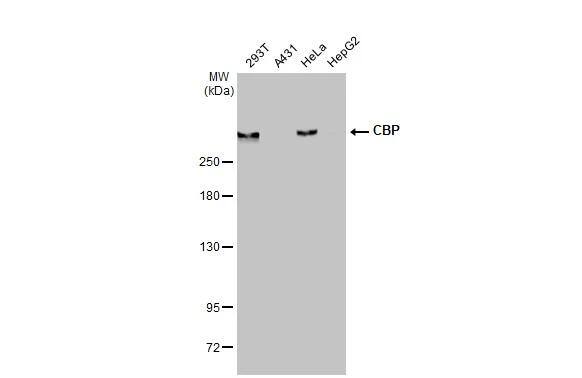 Western Blot CBP/KAT3A Antibody (HL2197) - Azide and BSA Free