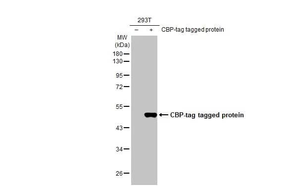 Western Blot: CBP tag Antibody (HL1841) - Azide and BSA Free [NBP3-25400] - Non-transfected (-) and transfected (+) 293T whole cell extracts (30 ug) were separated by 10% SDS-PAGE, and the membrane was blotted with CBP tag antibody [HL1841] (NBP3-25400) diluted at 1:5000. The HRP-conjugated anti-rabbit IgG antibody was used to detect the primary antibody, and the signal was developed with Trident ECL plus-Enhanced.