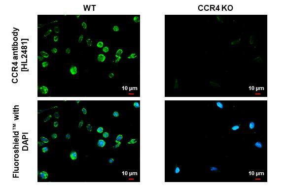<b>Genetic Strategies Validation. </b>CCR4 antibody [HL2481] detects CCR4 protein by immunofluorescent analysis.Sample: SW480 cells were fixed in ice-cold MeOH for 5 min.Green: CCR4 stained by CCR4 antibody [HL2481] (NBP3-25402) diluted at 1:200.Blue: Fluoroshield with DAPI . 