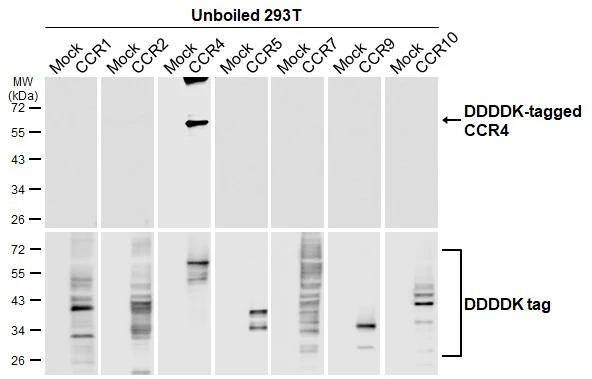 Unboiled non-transfected (-) and transfected (+) 293T whole cell extracts (30 ug) were separated by 10% SDS-PAGE, and the membrane was blotted with CCR4 antibody [HL2481] (NBP3-25402) diluted at 1:5000. The HRP-conjugated anti-rabbit IgG antibody  was used to detect the primary antibody. 