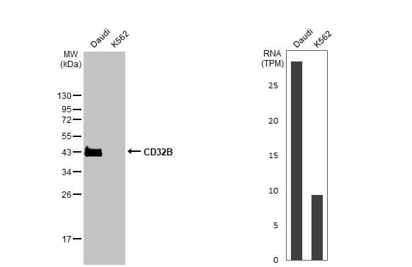 Western Blot Fc gamma RIIB/CD32b Antibody (HL1948) - Azide and BSA Free