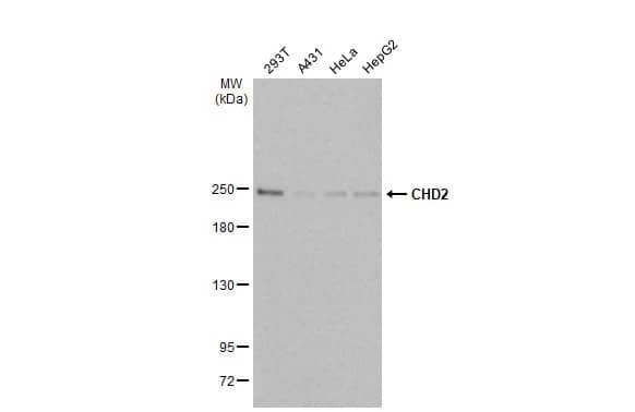 Western Blot CHD2 Antibody (HL2066) - Azide and BSA Free