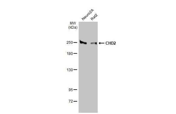 Western Blot CHD2 Antibody (HL2066) - Azide and BSA Free