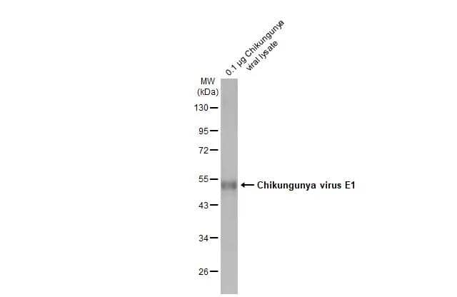 Chikungunya viral lysate (0.1 ug) was separated by 10% SDS-PAGE, and the membrane was blotted with Chikungunya virus E1 antibody [HL2069] (NBP3-25406) diluted at 1:10000. The HRP-conjugated anti-rabbit IgG antibody  was used to detect the primary antibody, and the signal was developed with Trident femto Western HRP Substrate. 