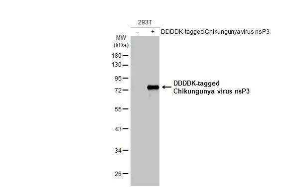 Western Blot: Chikungunya Virus nsp3 Antibody (HL2479) - Azide and BSA Free [NBP3-25411] - Non-transfected (-) and transfected (+) 293T whole cell extracts (5 ug) were separated by 10% SDS-PAGE, and the membrane was blotted with Chikungunya virus nsP3 antibody [HL2479] (NBP3-25411) diluted at 1:30000. The HRP-conjugated anti-rabbit IgG antibody was used to detect the primary antibody.