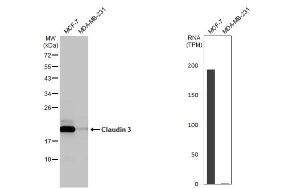 Various whole cell extracts (30 ug) were separated by 12% SDS-PAGE, and the membrane was blotted with Claudin 3 antibody [HL1527] (NBP3-25412) diluted at 1:1000. The HRP-conjugated anti-rabbit IgG antibody  was used to detect the primary antibody. Corresponding RNA expression data for the same cell lines are based on Human Protein Atlas program. 