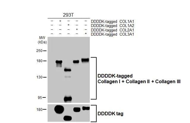 Non-transfected (-) and transfected (+) 293T whole cell extracts were separated by 5% SDS-PAGE, and the membrane was blotted with Collagen I + Collagen II + Collagen III antibody [HL2048 + HL1907] (NBP3-25417) diluted at 1:2000. The HRP-conjugated anti-rabbit IgG antibody  was used to detect the primary antibody. 
