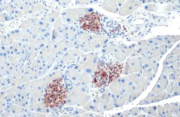 Immunohistochemistry-Paraffin: C-Peptide Antibody (HL1158) - Azide and BSA Free [NBP3-25420] - C-Peptide antibody [HL1158] detects secreted C-Peptide protein by immunohistochemical analysis. Sample: Paraffin-embedded mouse pancreas. C-Peptide stained by C-Peptide antibody [HL1158] (NBP3-25420) diluted at 1:10000. Antigen Retrieval: Citrate buffer, pH 6.0, 15 min